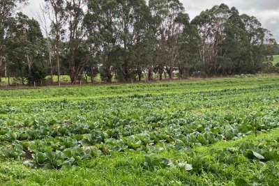 Established Organic Farm Southwest Victoria - (IWF2429)